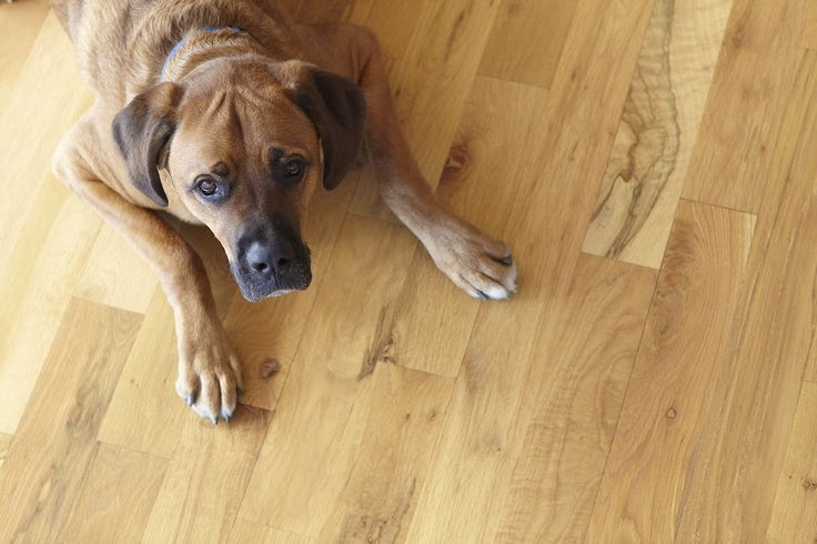 Huisdieren en een houten vloer, gaat dat samen?